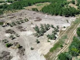 Binax Bazilika Gayrimenkulden Koyunelinde Satılık Zeytinlik